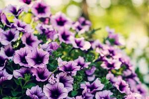 Summer landscape. bell Flower. Delicate flowers campanula. photo