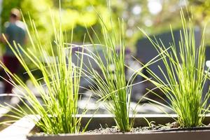 Fresh green wheat grass in a pot photo