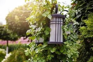 The street lamp grew green in the park photo