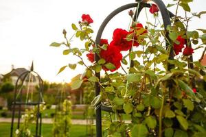 Closeup image of three beautiful red roses growing on decorative fence at park photo