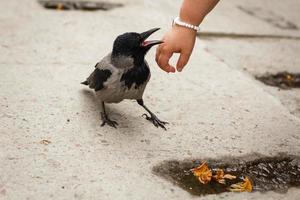 Crow grabs a bracelet of pearls with a woman's hand. City crow. photo