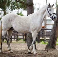 retrato de caballo blanco como la nieve foto