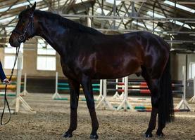 the horse stands in the stable photo