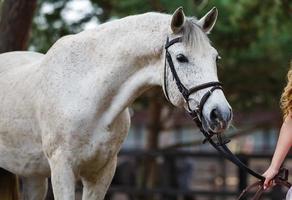 Snow white horse portrait photo