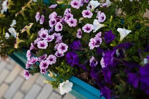 Garden purple flowers photo