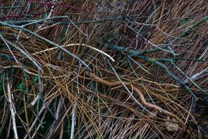 Branch texture. Dry branches texture. Dry branch background texture. photo