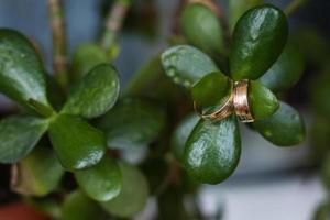 beautiful gold wedding rings hanging on stem of ficus photo