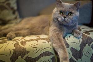 grey cat lay down relaxly on sofa - soft and selected focus photo