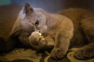 Gray cat playing with wedding rings photo