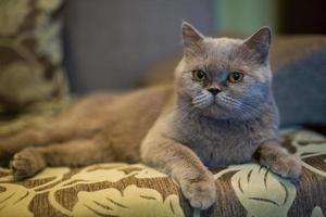 grey cat lay down relaxly on sofa - soft and selected focus photo