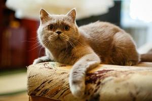 gato gris se acostó relajadamente en el sofá - enfoque suave y seleccionado foto