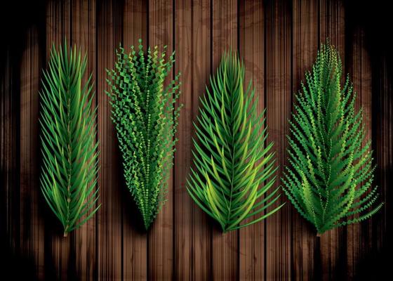 Fir Branches Set. Christmas Tree. Pine Sprigs on Wooden Background.