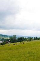 few cows grazing on hillside meadow. fence on rural fields near the forest. beautiful countryside summer landscape photo