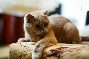 grey cat lay down relaxly on sofa - soft and selected focus photo