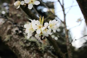 White plum blossom in spring, April. photo