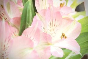 macro photo pollen of pink flowers
