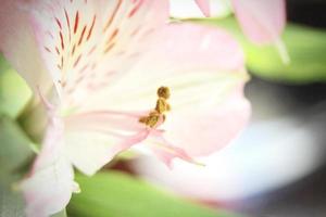 macro photo pollen of pink flowers