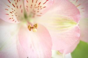 macro photo pollen of pink flowers