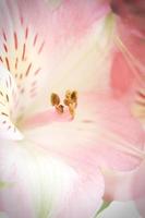 foto macro polen de flores rosas