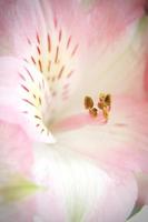 foto macro polen de flores rosas