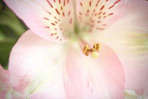 macro photo pollen of pink flowers