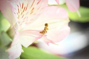 macro photo pollen of pink flowers