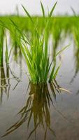 Rice fields, Rice plant, Oryza sativa in the Indian village photo