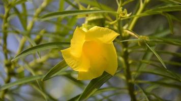 yellow Cascabela thevetia flower in nature garden video