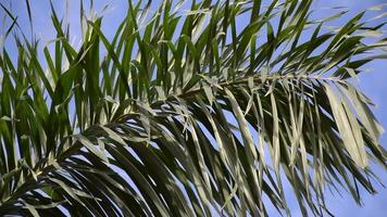 green areca catechu palm leaves on blue sky video