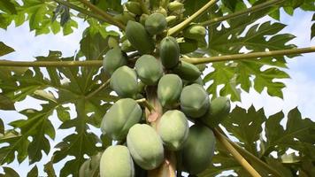 árbol de papaya verde en el jardín de frutas video