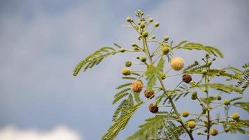 árbol de leucaena glauca en el jardín natural video