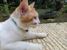 retrato de un gato macho con piel blanca anaranjada relajante foto