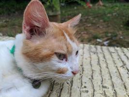 retrato de un gato macho con piel blanca anaranjada relajante foto