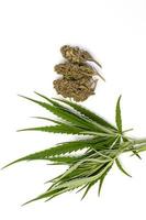 Medical marijuana flower buds. Cannabis strain. cannabis cbd buds, close-up. Curing and drying. Marijuana flowering background. Hemp buds.