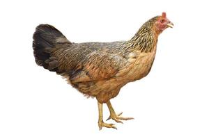 Clipping path. Close up of Brown hen isolated on background view. Full body hen stand view. Chicken hen. Farm animals. photo