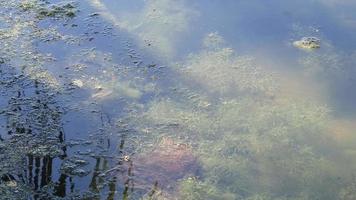 naturligtvis förekommande sötvatten alger är växande i natur som en livsmiljö för fisk och räka och Övrig vatten- djur och är del av de vatten- mat kedja, men de nackdelen är den där de ruttna. video