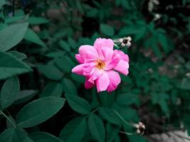 Aesthetic portrait of a rosa flower with vivid pink color photo