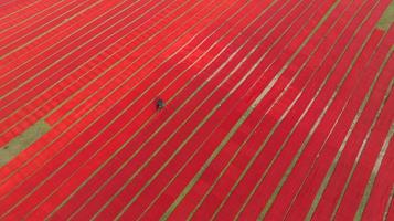 Red cloth drying in Narsingdi, Bangladesh photo