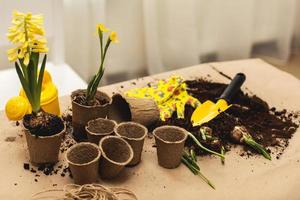 gardening composition with yellow flowers and gardening tools, seedlings and crops, baby's plants,gardening gloves, potting soil, bulbous seed, jonquil