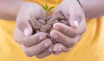 pequeño árbol verde en el suelo en la mano concepto plantación de árboles conservación del medio ambiente foto