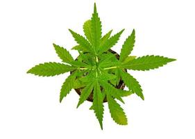 green marijuana leaf isolated white background photo