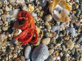 a small red crab looking for a new home photo