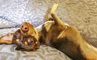 Russian toy terrier dog portrait looking lovely and cute Mexico. photo