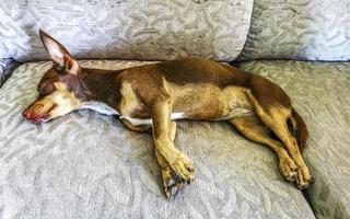 Russian toy terrier dog portrait while tired and sleeps Mexico. photo