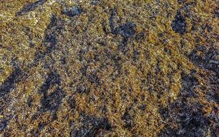 Very disgusting red seaweed sargazo beach Playa del Carmen Mexico. photo