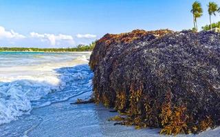 Beautiful Caribbean beach totally filthy dirty nasty seaweed problem Mexico. photo