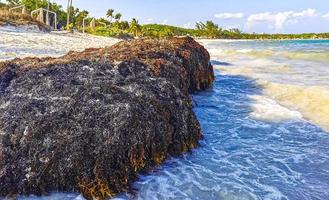 Beautiful Caribbean beach totally filthy dirty nasty seaweed problem Mexico. photo