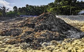 hermosa playa caribeña totalmente sucia sucio asqueroso problema de algas mexico. foto