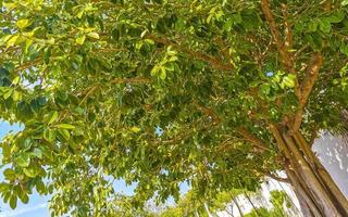 Huge beautiful Ficus maxima Fig tree Playa del Carmen Mexico. photo