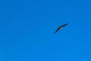 Fregat birds flock fly blue sky clouds background in Mexico. photo